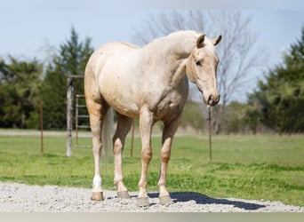 American Quarter Horse, Gelding, 6 years, 16 hh, Palomino