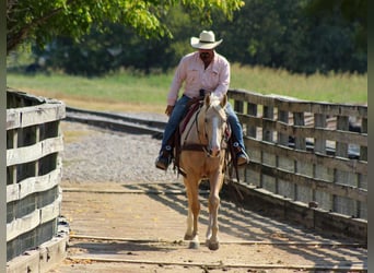 American Quarter Horse, Gelding, 6 years, 16 hh, Palomino