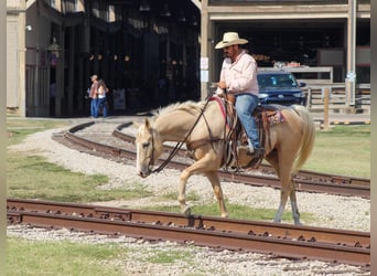American Quarter Horse, Gelding, 6 years, 16 hh, Palomino