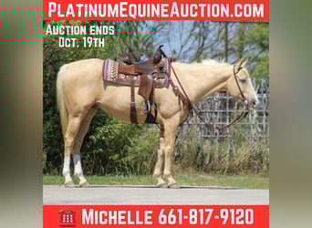 American Quarter Horse, Gelding, 6 years, 16 hh, Palomino