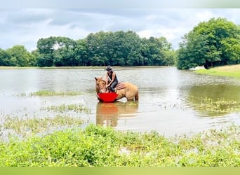 American Quarter Horse, Gelding, 6 years, 16 hh, Red Dun