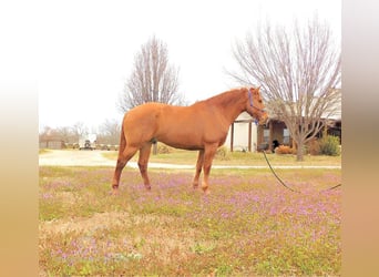 American Quarter Horse, Gelding, 6 years, 16 hh, Red Dun