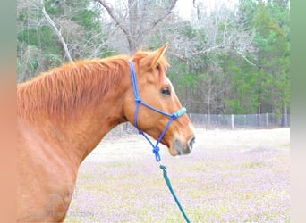 American Quarter Horse, Gelding, 6 years, 16 hh, Red Dun