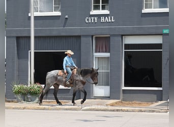 American Quarter Horse, Gelding, 6 years, 16 hh, Roan-Blue