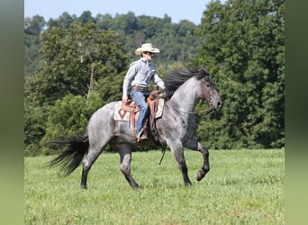 American Quarter Horse, Gelding, 6 years, 16 hh, Roan-Blue
