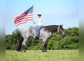 American Quarter Horse, Gelding, 6 years, 16 hh, Roan-Blue