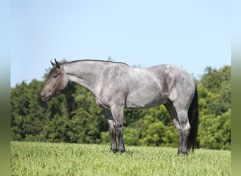 American Quarter Horse, Gelding, 6 years, 16 hh, Roan-Blue