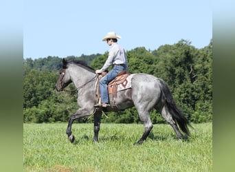 American Quarter Horse, Gelding, 6 years, 16 hh, Roan-Blue