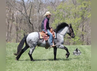American Quarter Horse, Gelding, 6 years, 16 hh, Roan-Blue