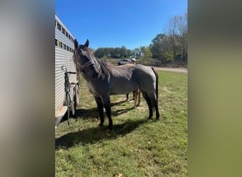 American Quarter Horse, Gelding, 6 years, 16 hh, Roan-Blue
