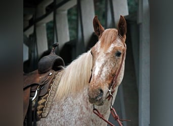 American Quarter Horse, Gelding, 6 years, 16 hh, Sorrel