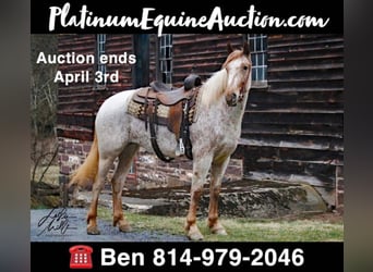 American Quarter Horse, Gelding, 6 years, 16 hh, Sorrel