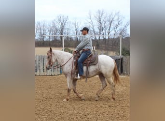 American Quarter Horse, Gelding, 6 years, 16 hh, Sorrel