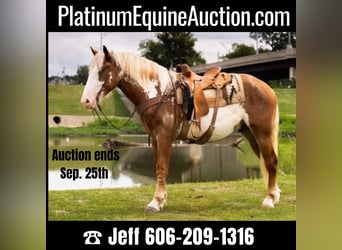 American Quarter Horse, Gelding, 6 years, 16,1 hh, Overo-all-colors