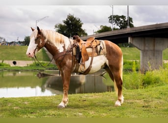 American Quarter Horse, Gelding, 6 years, 16,1 hh, Overo-all-colors