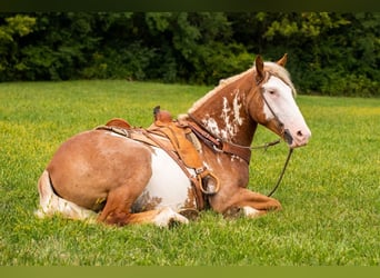 American Quarter Horse, Gelding, 6 years, 16,1 hh, Overo-all-colors