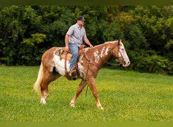 American Quarter Horse, Gelding, 6 years, 16,1 hh, Overo-all-colors