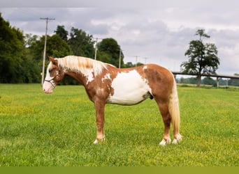American Quarter Horse, Gelding, 6 years, 16,1 hh, Overo-all-colors