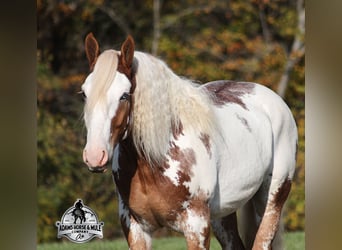 American Quarter Horse, Gelding, 6 years, 16,1 hh, Overo-all-colors