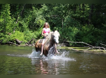 American Quarter Horse, Gelding, 6 years, 17,1 hh, Gray