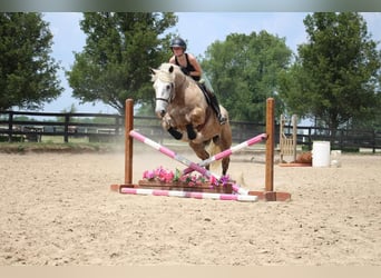 American Quarter Horse, Gelding, 6 years, 17,1 hh, Gray