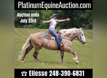 American Quarter Horse, Gelding, 6 years, 17,1 hh, Gray