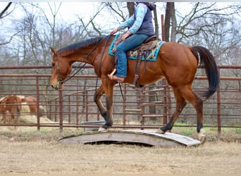 American Quarter Horse Mix, Gelding, 6 years, 17 hh, Bay