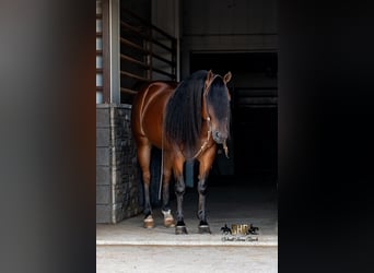 American Quarter Horse, Gelding, 6 years, Bay