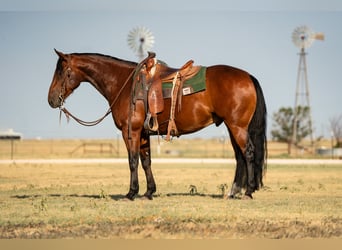 American Quarter Horse, Gelding, 6 years, Bay