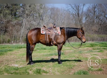 American Quarter Horse, Gelding, 6 years, Bay