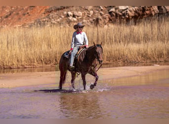 American Quarter Horse, Gelding, 6 years, Bay
