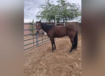 American Quarter Horse, Gelding, 6 years, Bay