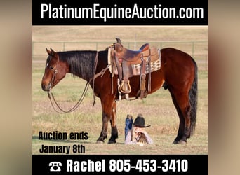 American Quarter Horse, Gelding, 6 years, Bay