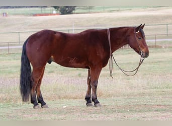 American Quarter Horse, Gelding, 6 years, Bay