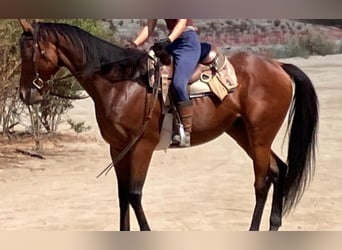 American Quarter Horse, Gelding, 6 years, Bay