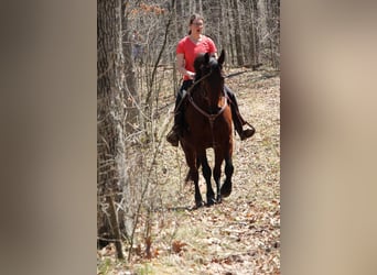 American Quarter Horse, Gelding, 6 years, Bay