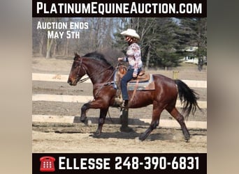 American Quarter Horse, Gelding, 6 years, Bay