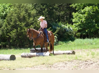 American Quarter Horse, Gelding, 6 years, Bay