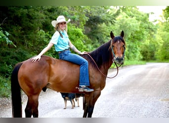 American Quarter Horse, Gelding, 6 years, Bay