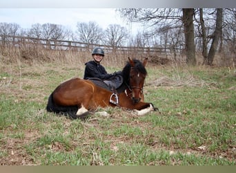 American Quarter Horse, Gelding, 6 years, Bay
