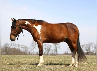 American Quarter Horse, Gelding, 6 years, Bay
