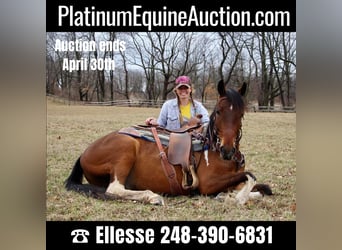 American Quarter Horse, Gelding, 6 years, Bay