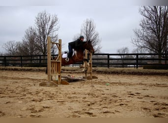 American Quarter Horse, Gelding, 6 years, Bay