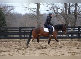 American Quarter Horse, Gelding, 6 years, Bay