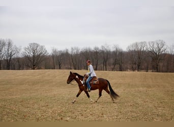 American Quarter Horse, Gelding, 6 years, Bay