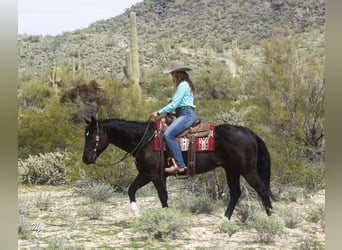 American Quarter Horse, Gelding, 6 years, Black
