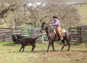 American Quarter Horse, Gelding, 6 years, Black
