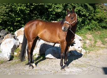 American Quarter Horse, Gelding, 6 years, Brown