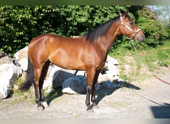 American Quarter Horse, Gelding, 6 years, Brown