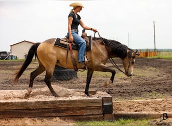 American Quarter Horse, Gelding, 6 years, Buckskin
